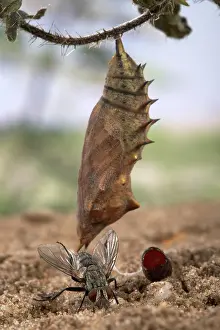 Inachis: Peacock Butterfly - a parasitic fly and its pupae
