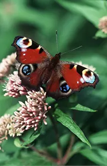 Peacocks: Peacock BUTTERFLY - on plant