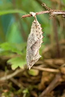 Inachis: Peacock Butterfly pupa