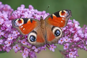 Buddleia: Peacock Butterfly resting on buddleia flowers, Norfolk