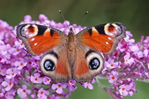 Buddleia: Peacock Butterfly resting on buddleia flowers, Norfolk