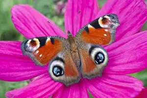 Geoff Du Feu: Peacock Butterfly resting on cosmos flower, Norfolk UK