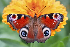 Aglais: Peacock Butterfly resting on marigold flower, Norfolk UK