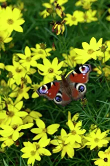 Inachis: Peacock Butterfly - resting in the sun, in garden