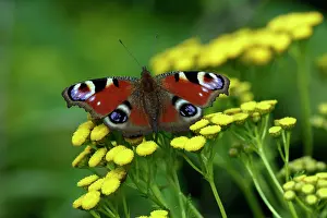 Inachis: Peacock Butterfly - resting in the sun, in garden