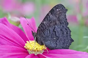 Hindwings: Peacock Butterfly resting with wings closed on cosmos fl