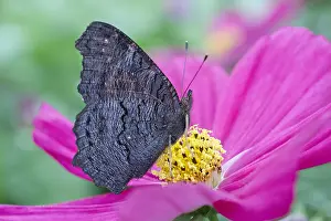 250417: Peacock Butterfly resting with wings closed on cosmos fl