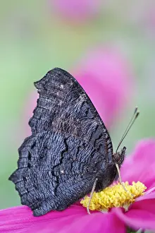 250417: Peacock Butterfly resting with wings closed on cosmos fl