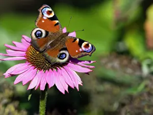 Peacock: Peacock butterfly - sitting on coneflower, (Echinacea