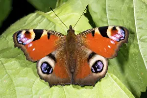 Inachis: Peacock butterfly - sunbathing