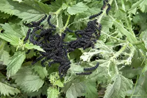 Inachis: Peacock Butterfly - Young caterpillars on nettle