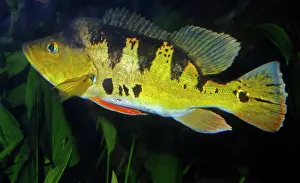 Cichlids: Peacock Cichlid