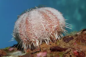 Akaba: Peacock Collector Urchin (Tripneustes gratilla)
