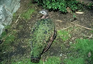 Zaire: Peacock - Congo Peafowl - female