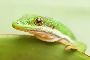 Geckos: Peacock Day Gecko