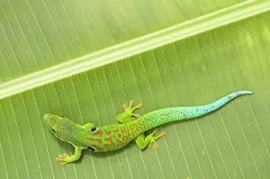 Geckos: Peacock Day Gecko