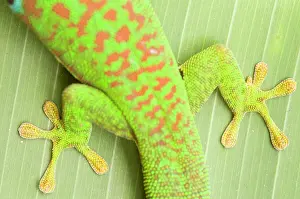 Geckos: Peacock Day Gecko