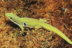 Geckoes: Peacock Day Gecko