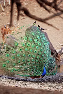 Peacocks: Peacock - Displaying