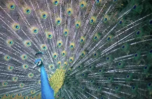 Diego: Peacock Displaying