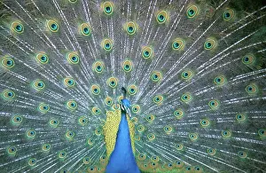 Diego: Peacock Displaying