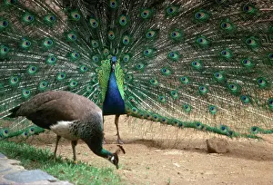 Peacocks: Peacock displaying