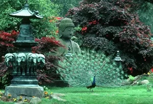 Carl: Peacock displaying in a garden