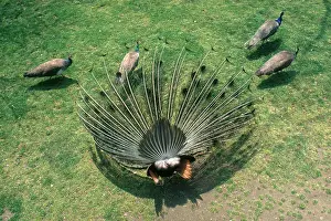 Peahen: Peacock displaying for peafowl