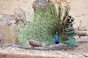 Peacocks: Peacock - displaying to peahen