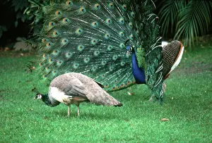 Peahen: Peacock displaying to peahen