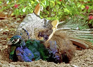 Jacksonville: Peacock dustbathing