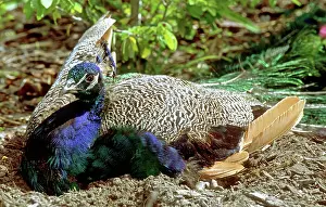 Jacksonville: Peacock dustbathing