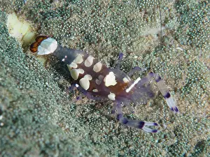 Prawn: Peacock-eyed anemone shrimp (Ancylocaris brevicarpalis)