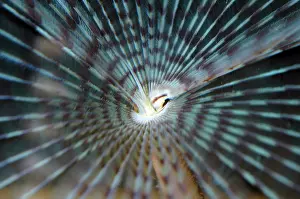 Sabella: Peacock Fanworm with tentacles extended