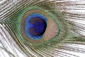 Peacocks: Peacock - feather from tail train