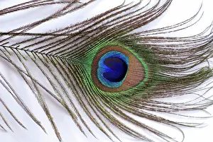 Peacocks: Peacock - feather from tail train
