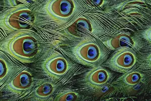 Eyespot: Peacock Feathers