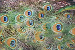 Peacocks: Peacock feathers