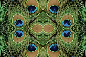 Peacock: Peacock feathers