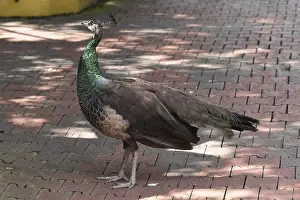 Peacock: Peacock female (Pavo cristatus)
