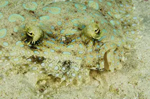 Bothus: Peacock Flounder (Bothus lunatus), Bonaire