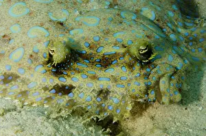Bothus: Peacock Flounder (Bothus lunatus), Bonaire