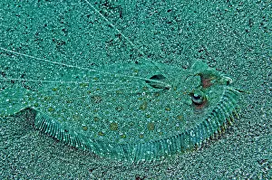 Bothus: Peacock Flounder - with growth on left eye