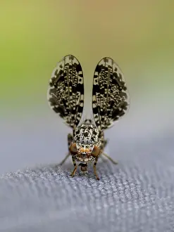 Styria: Peacock fly (Callopistromyia annulipes), Weiz, Styria