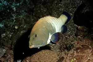 Cephalopholis: Peacock Grouper / Blue-spotted Grouper