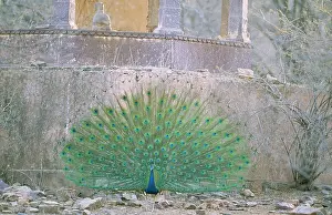 Peacocks: PEACOCK, Indian Peafowl