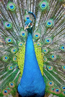 Peafowl: Peacock Indian peafowl (Pavo cristatus) beats wheel