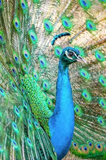 Peafowl: Peacock Indian peafowl (Pavo cristatus) beats wheel