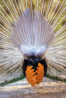 Peafowl: Peacock Indian peafowl (Pavo cristatus) beats wheel
