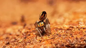 Peacok: Peacock jumping spider (Maratus purcellae) from
